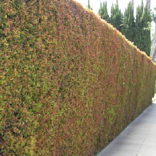 Australian Brush Cherry