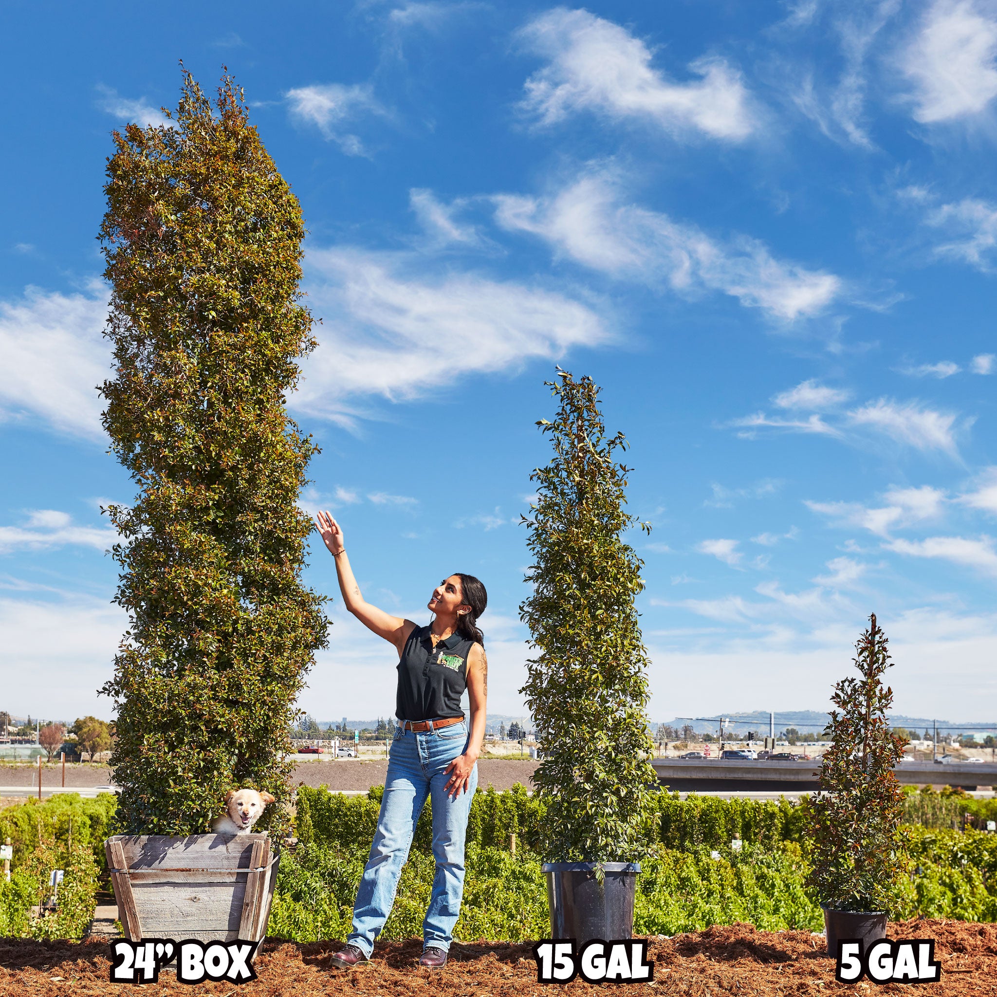 Australian Brush Cherry