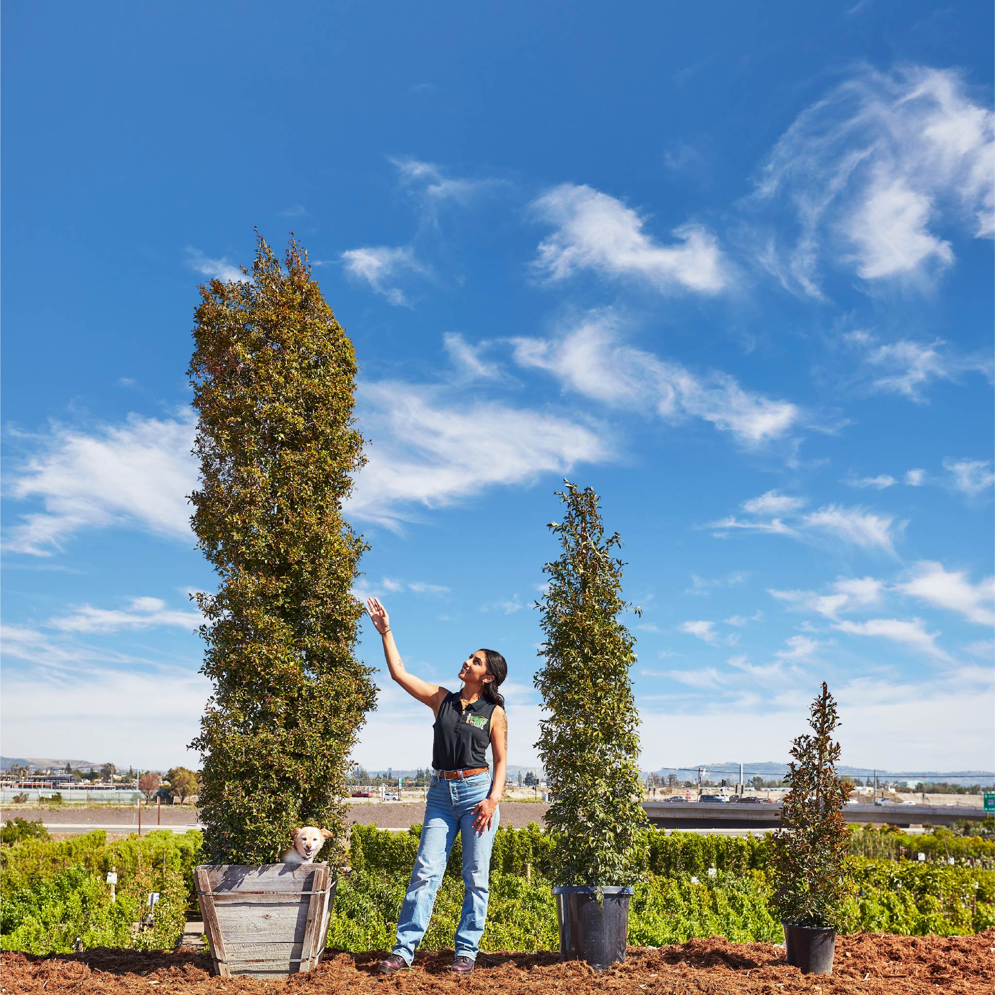Australian Brush Cherry