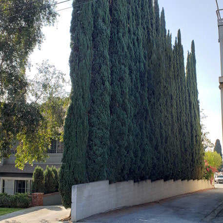 Italian Cypress