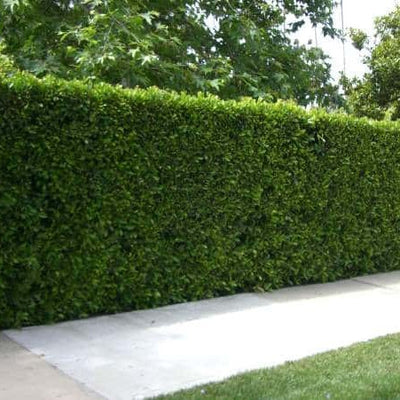 Texas Privet