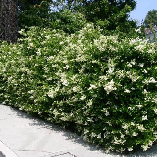 Texas Privet